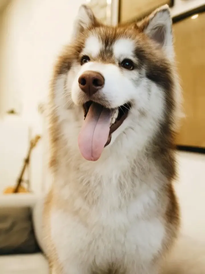 ai video from photo